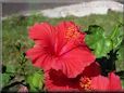 red hibiscus flower picture