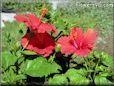 red hibiscus flower picture