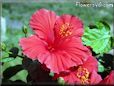 red hibiscus flower picture