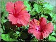 red hibiscus flower picture
