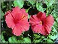 red hibiscus flower picture