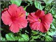 red hibiscus flower picture
