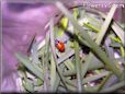 lady bug wallpaper border