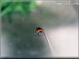 free lady bug picture