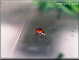 lady bug pictures