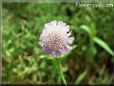 pincushion flower picture