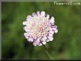 pincushion flower picture