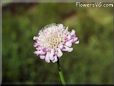 pincushion flower picture