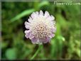 pincushion flower picture