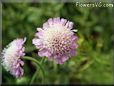 pincushion flower picture