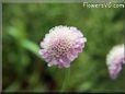 pincushion flower picture