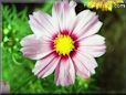 cosmos flower picture