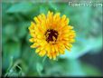 calendula pictures