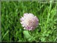 pincushion flower picture