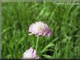 pincushion flower picture
