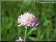pincushion flower picture