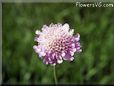 pincushion flower picture