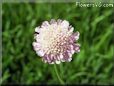 pincushion flower picture