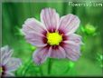 cosmos flower picture