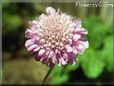 pincushion flower picture