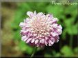 pincushion flower picture