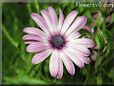 purple african daisy