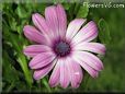 african daisy flower picture