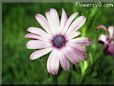 purple african daisy