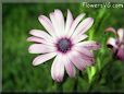 purple african daisy