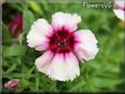 maroon white dianthus picture