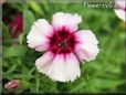 dianthus flower