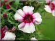 dianthus plant