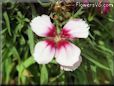 dianthus plants