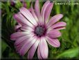  purple african daisy