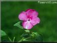 acaulis flower picture