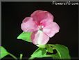 acaulis flower picture