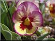 pansy photo