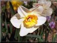 daffodil flower picture