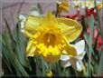 daffodil flower picture