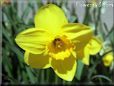 daffodil flower picture