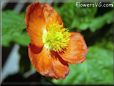 flower poppy picture