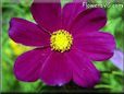 cosmos flower picture