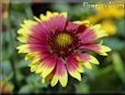maroon blanket flower