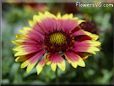 maroon indian blanket flower