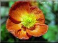 flower poppy picture