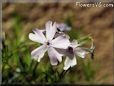 phlox flower