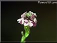 erysimum flower