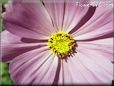 cosmos flower picture