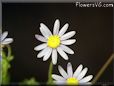 marguerite