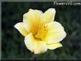 daylily flower picture